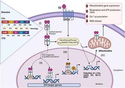 Frontiers | Distribution And Effects Of Estrogen Receptors In Prostate ...